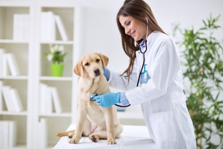 Local Veterinary Resources 