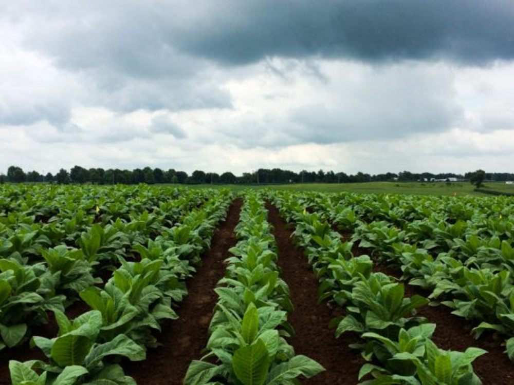 Green crops in a field