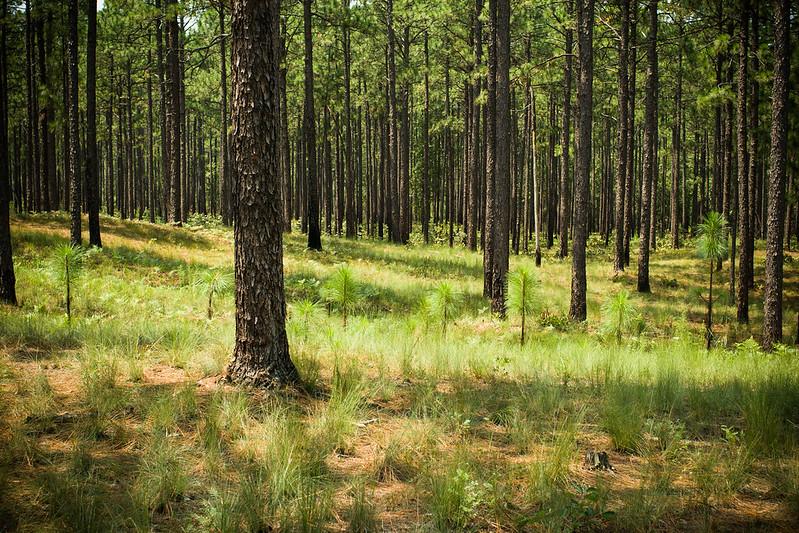 Anderson Creek County Park Longleaf Pine Forest Restoration Announcement